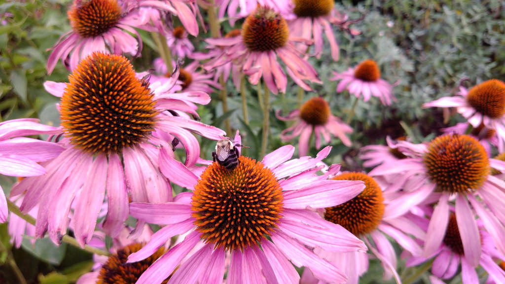 Bumblebee on echinacea.