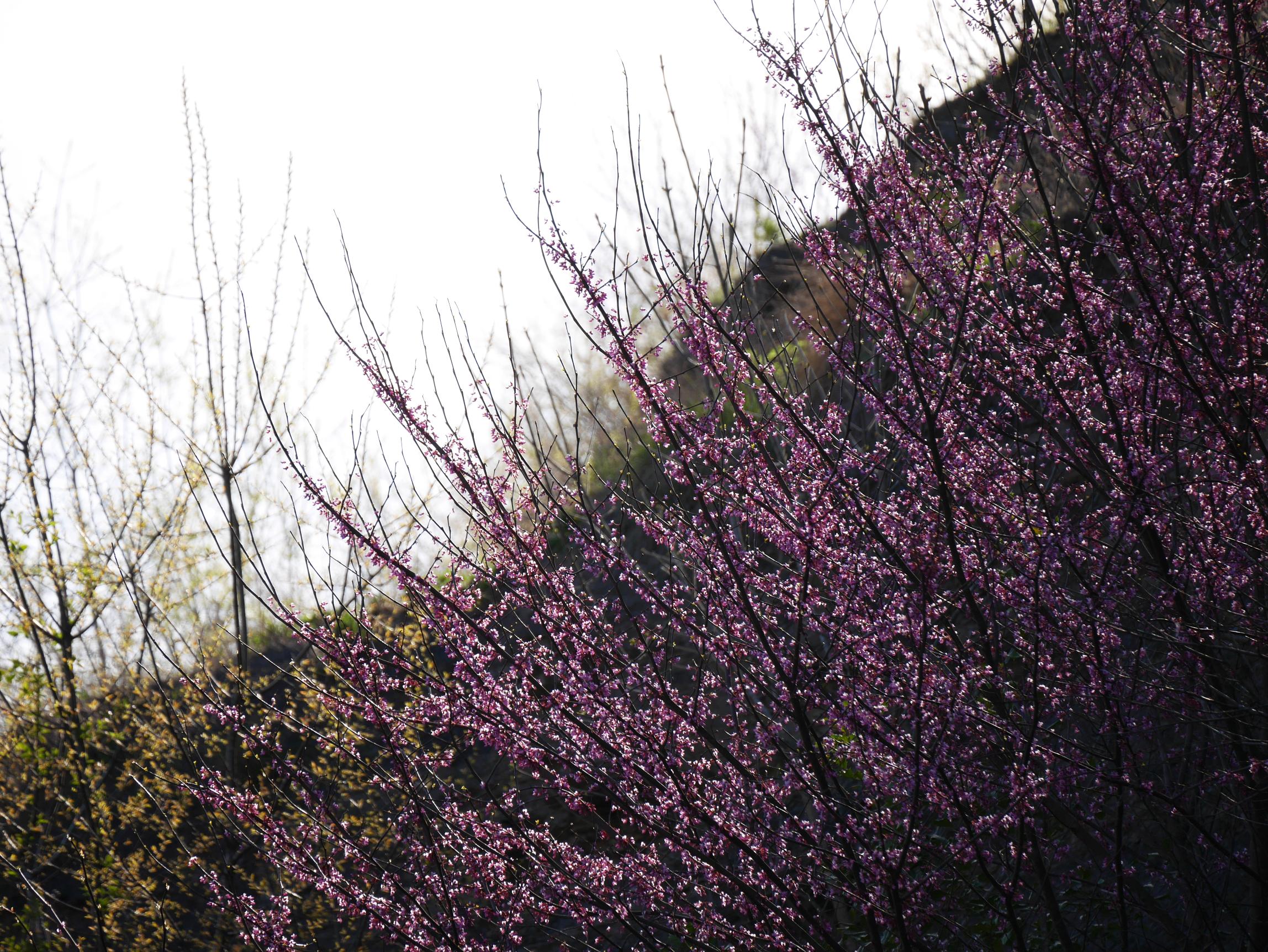 Eastern Redbud blossoms