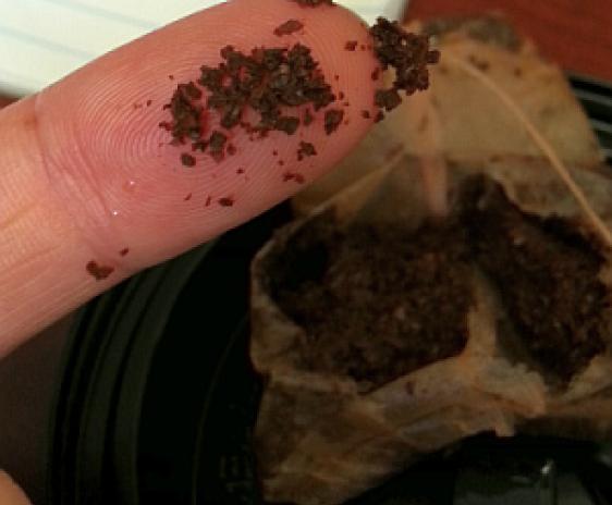 Tea particles close-up photo.