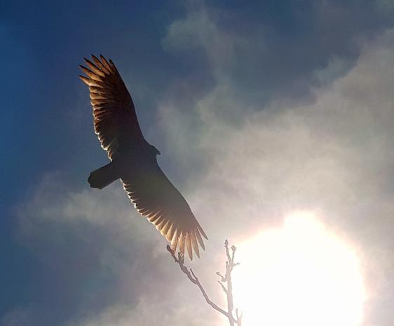 Turkey Vulture in flight.