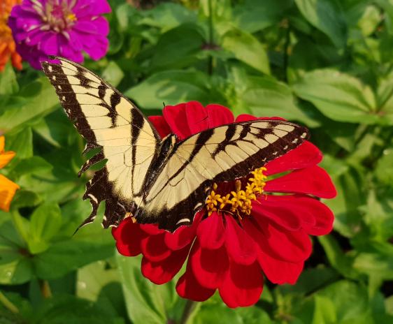 Eastern tiger swallowtail butterfly on a red zinnia.