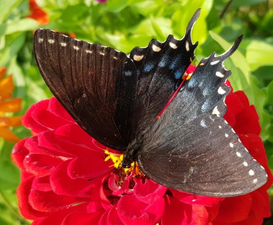 Dark morph swallowtail butterfly on a red zinnia.